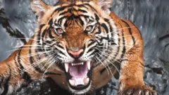 புலி