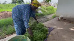 farmer