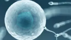 Sperm
