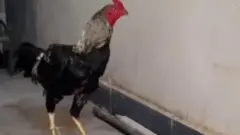 கவட்டையை குத்திக் கிழித்த கட்டுச் சேவல் - உரிமையாளர் பலி