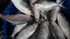 ইলিশ