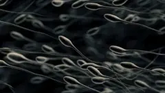 sperma