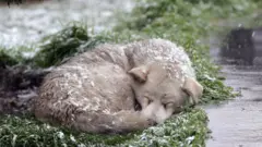 sokak köpeği