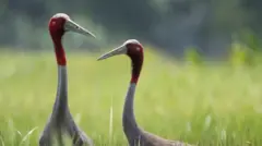सारस पक्षी 