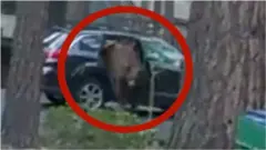 Bear climbs out of car