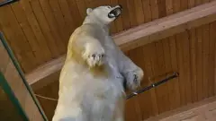 The stolen bear