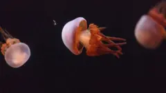 meduza
