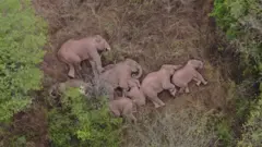 Los elefantes durmiendo