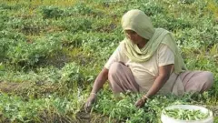 ਖੇਤ ਮਜ਼ਦੂਰ