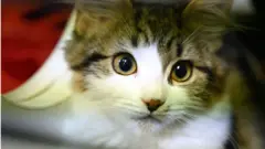 kedi