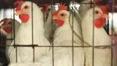 被困在籠子裏的雞