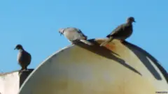 सैटेलाइट डिश पर कबूतर