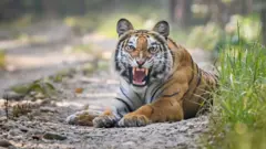 बर्दियामा बाघ
