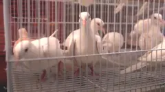 حمام وكناري وطيور من حول العالم في سوق كا فاروشي