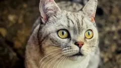 Эдди, короткошерстный британец