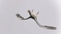 غاز