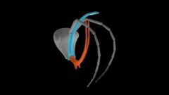 แบบจำลองส่วนหัวของมดยมโลก สีแดงคือขากรรไกรแนวตั้งรูปเคียว สีฟ้าคือเขาที่งอกบนหน้าผาก