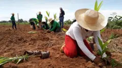 O plantio de mudas também é uma das técnicas usadas para a restauração de paisagens florestais
