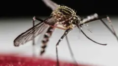 Nyamuk Aedes aegypti