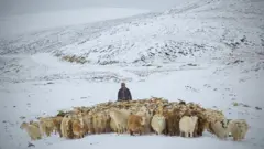 Эчкилерди короого айдап келе жаткан чабан. Эртеси кайра узак жол жүрүп жайытка жөнөйт