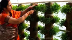 கொரோனா, வருமானம், விவசாயம்