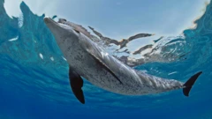 โลมาปากขวด (Tursiops truncatus)
