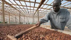 Un cacaoculturel ivoirien