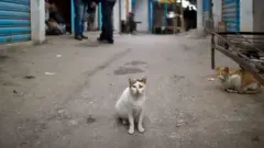 قاتل القطط في تونس