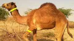 اونٹ