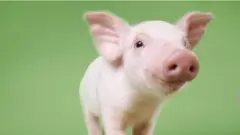 अमेरिका : माणसाला बसवली डुकराची किडनी