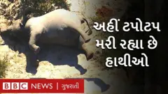 હાથીનાં મોત