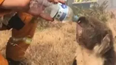 Koala pije vodu iz flaše
