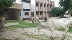 گائِیوں کے ذریعے احجتاج