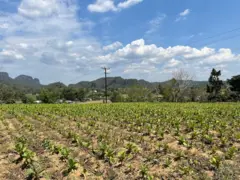 Plantação de tabaco em Viñales, na província de Pinar del Río