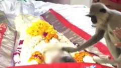 కొండముచ్చు