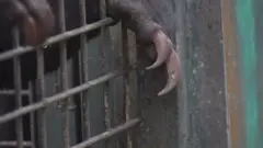 wildlife