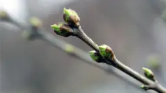весна