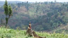 የማዉ ጫካ
