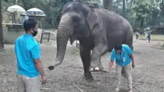 gajah