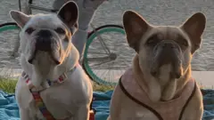 köpekler