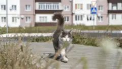 Кошка на улице