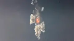 ستشار شيب