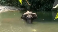 हथिनी की मौत