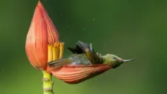 عالمی تصویری مقابلہ