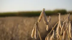 نبات فول الصويا ناضجا