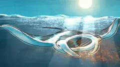 Manta u okeanu