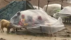 سندھ