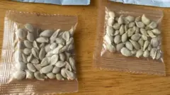 این عکسی است که وزارت کشاورزی آمریکا از بسته‌های بی‌ نام و نشان ارسالی منتشر کرده است