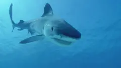 شارک