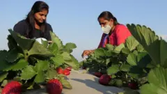 સ્ટ્રોબેરીની ખેતી